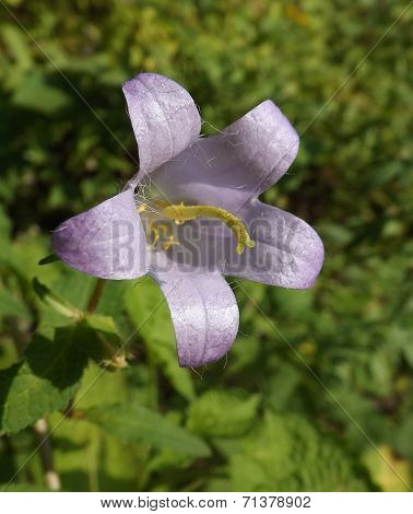 Violet flower