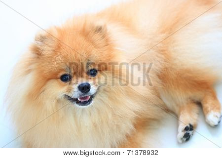 Pomeranian Dog Isolated On White Background