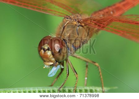 Red Dragonfly Prey Eaten