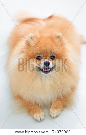 Pomeranian Dog Isolated On White Background