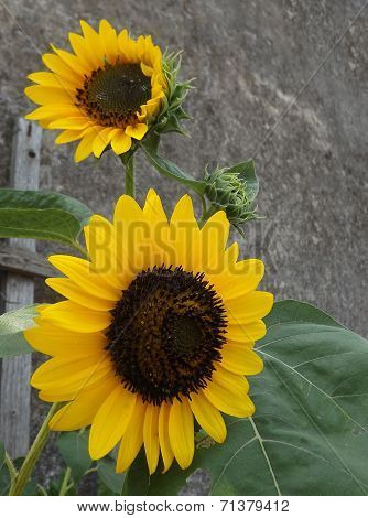 Sunflowers