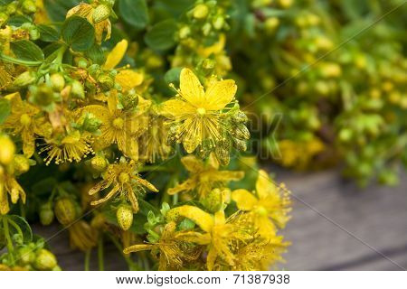 Tutsan