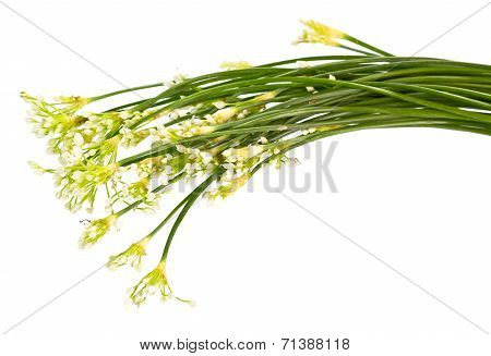 Chinese Chives