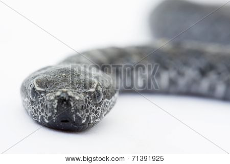 Viper snake baby, Vipera latastei