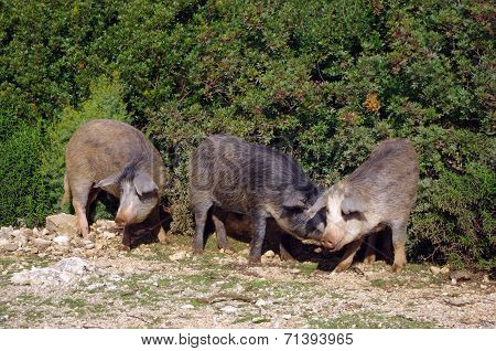 Wild hogs