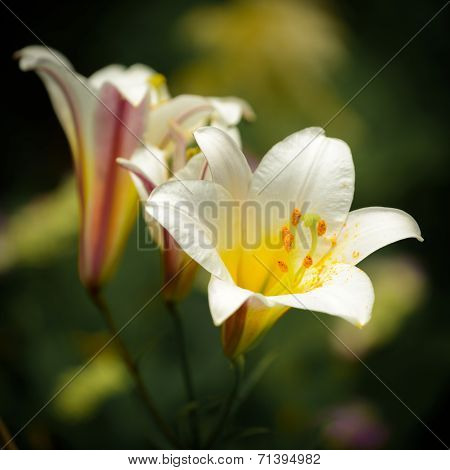 Lily