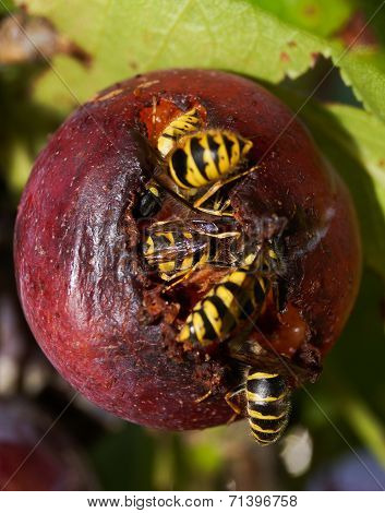 Wasps In A Plum