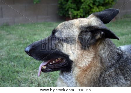deutscher Shepard 2