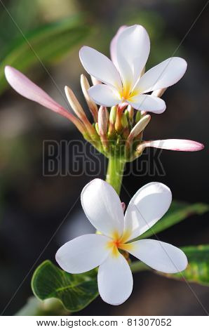 Plumeria flowers & buds