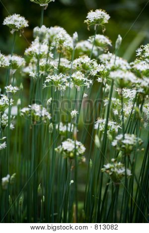 Schnittlauch Blume