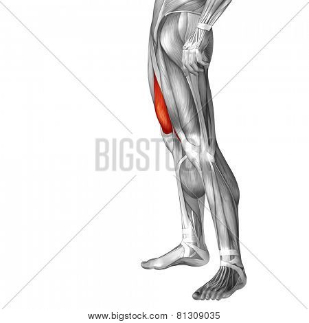 Concept or conceptual 3D vastus medialis human upper leg anatomy or anatomical and muscle isolated on white background