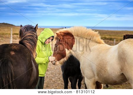 A woman tourist befriends a group of Icelandic Ponies in the Iceland countryside