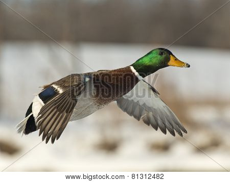 Flying Duck