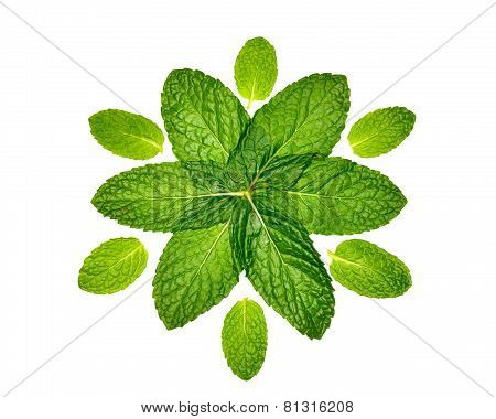 Twelve Mint Leaves in Pattern