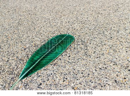 Leaves On A Background