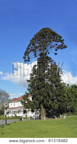 Australian Bunya-Bunya Pine Tree