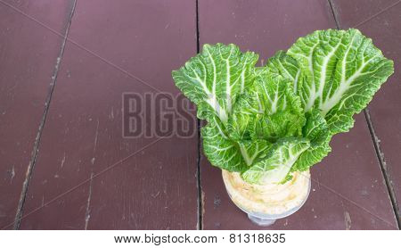 Chinese Cabbage Grown In Glass