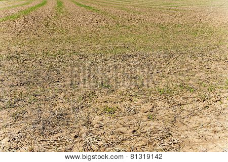 Background Of Field After Harvest