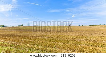 acres after harvest are looking golden in the sun with blue sky