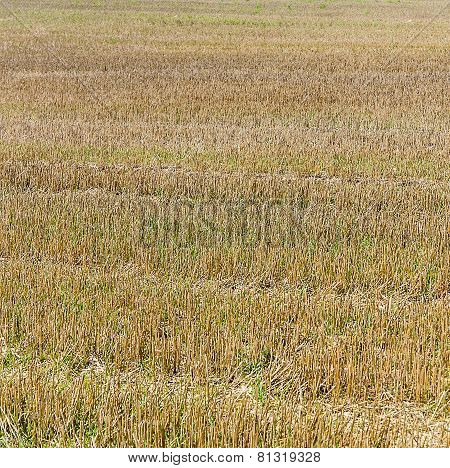Background Of Field After Harvest