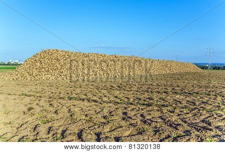Acres With Sugar Beets After Harvest In Golden Light