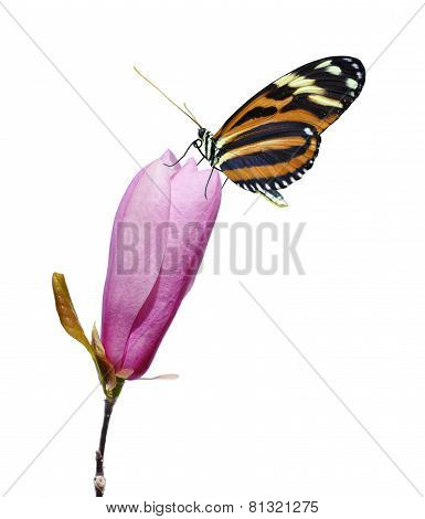 Butterfly on pink magnolia flower