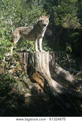 Wolf