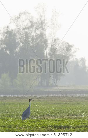 Sarus Crane standing in a swamp, Bardia, Nepal