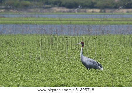 sarus crane standing in a swamp, Bardia, Nepal
