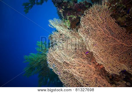 Giant fan (gorgonian) in the currenton Red Sea reef underwater