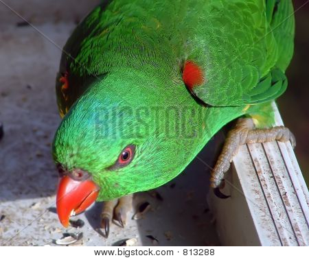 Pappagallo