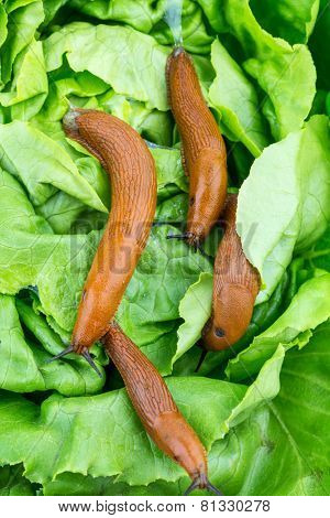 a slug in the garden eating a lettuce leaf. snail invasion in the garden