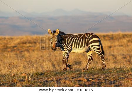 Mountain-zebra