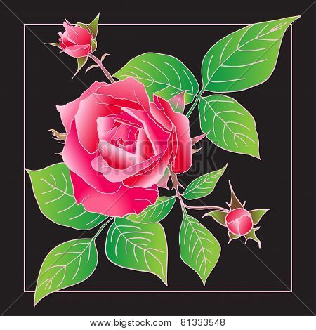 Beautiful rose isolated on black.