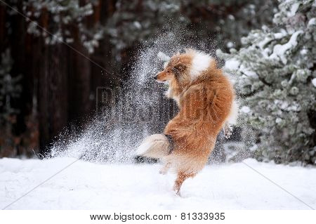 Beautiful red fluffy dog collie playing with snow in the woods and jumping