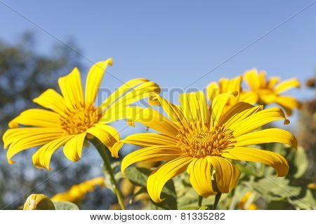 Tree Marigold