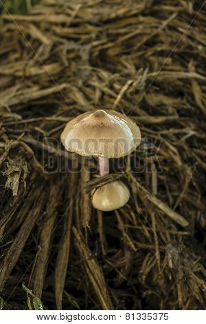 Mushroom