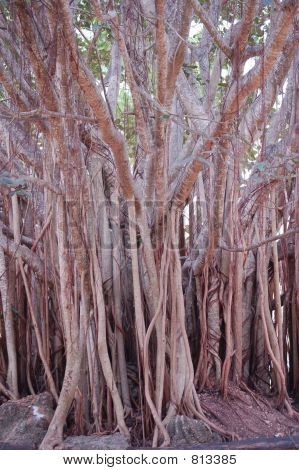 Arbre de la mangrove