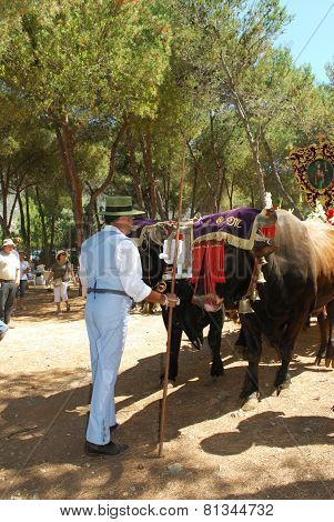 Herder with bull cart, Marbella.