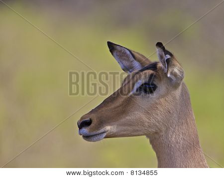 อิมพาลา แอฟริกาใต้