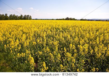 Beautiful Large Rapeseed Fields In Nice Landscape