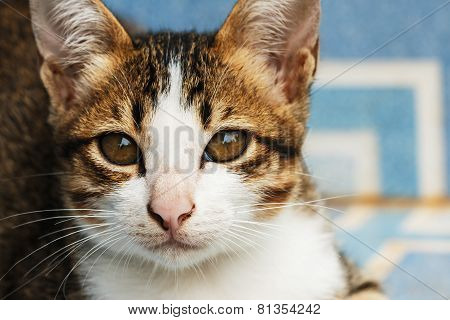 Thai Cat