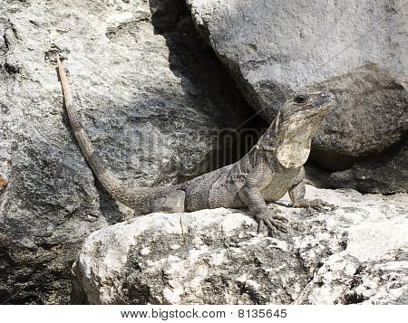 Lizard Sonnenbaden