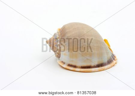 Shells Of Phalium Glaucum On White Background