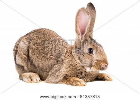 Portrait of a brown rabbit