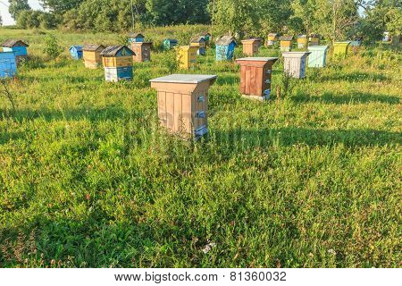 Summer Bee-garden With Several Hives