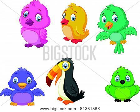 Cartoon birds collection set