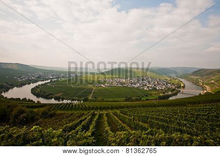World Famous Sinuosity At The River Mosel Near Trittenheim With Vineyards At The Edge