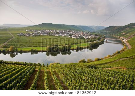 World Famous Sinuosity At The River Mosel Near Trittenheim With Vineyards At The Edge