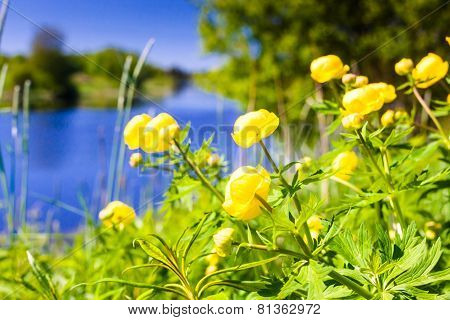 Water Lilies On The River Bend